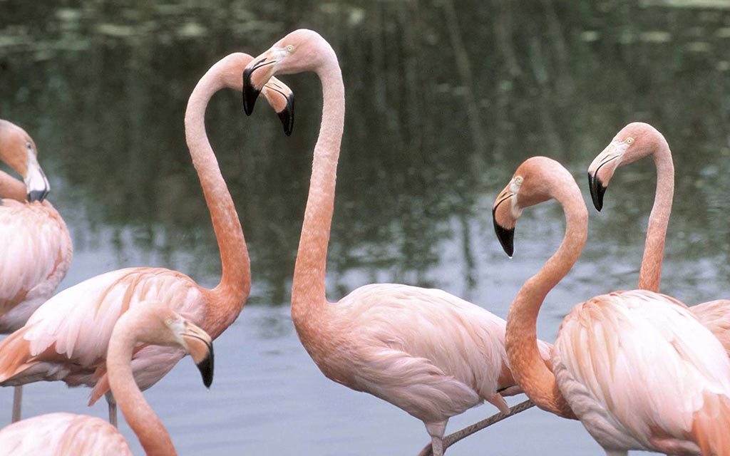 A flock of flamingos.