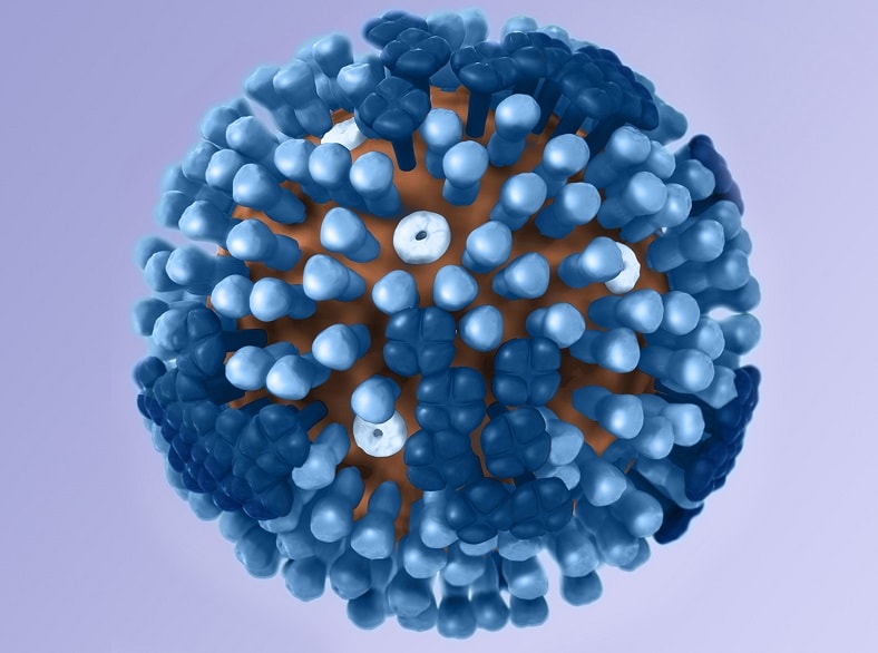 3D image of a generic influenza viral structure.