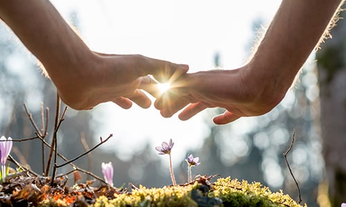 Hands covering small flowers on the ground with sunlight between fingers