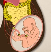 Pregnancy illustration