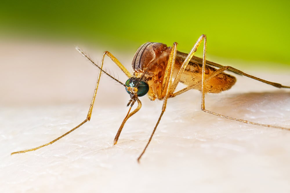 Hembra adulta de mosquito Culex alimentándose de sangre