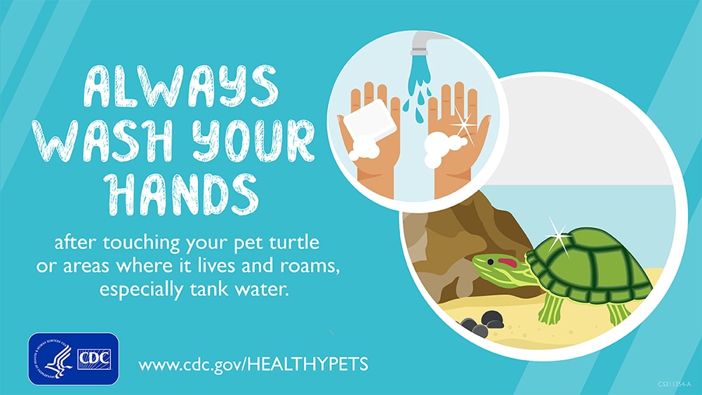 Always Wash Your Hands after touching your pet turtle or areas where it lives and roams, especially tank water.