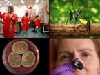 thumbnail image showing 4 of the beautiful scientific photos taken by Jim Gathany of work at CDC