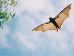 A bat flying in the sky