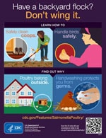 thumbnail of backyard poultry infographic