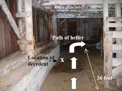 arrows showing path of heifer and location of decendent