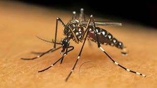 Dengue mosquito on skin
