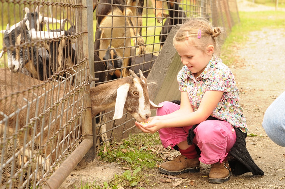 Young girl hand-feeding a goat through a fence.
