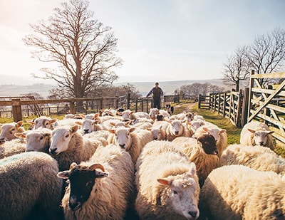 Image of shepherd herding sheep into a fenced area
