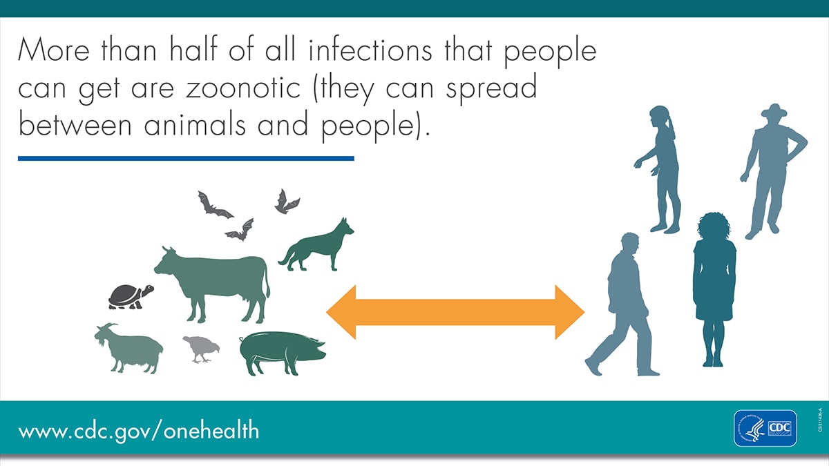 Zoonotic Infections banner for twitter and facebook