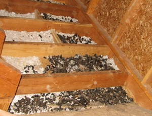 A close-up of raccoon feces found in an attic latrine. Courtesy of Dr. Shira Shafir.