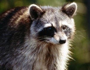 Raccons are the primary, or difinitive host of Baylisascaris procyonis.