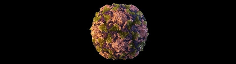Virus de la poliomyelitis