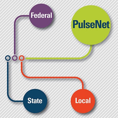 Graph showing connection between federal, state, local partners and PulseNet labs