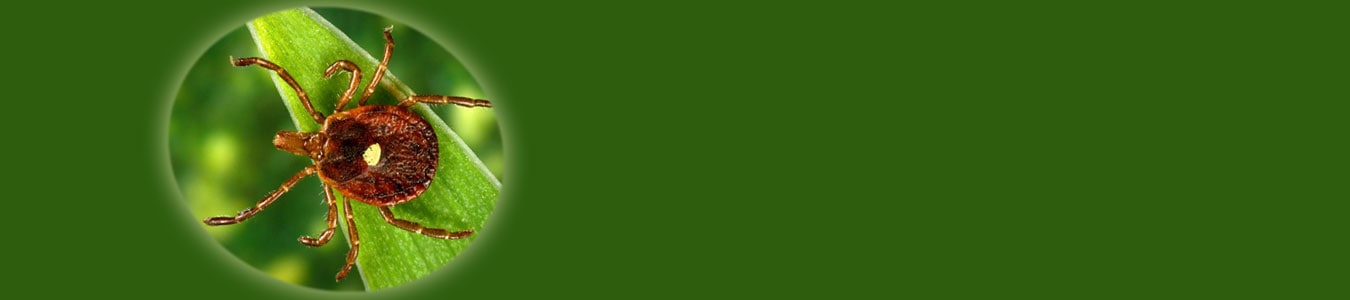 lone star tick on green background