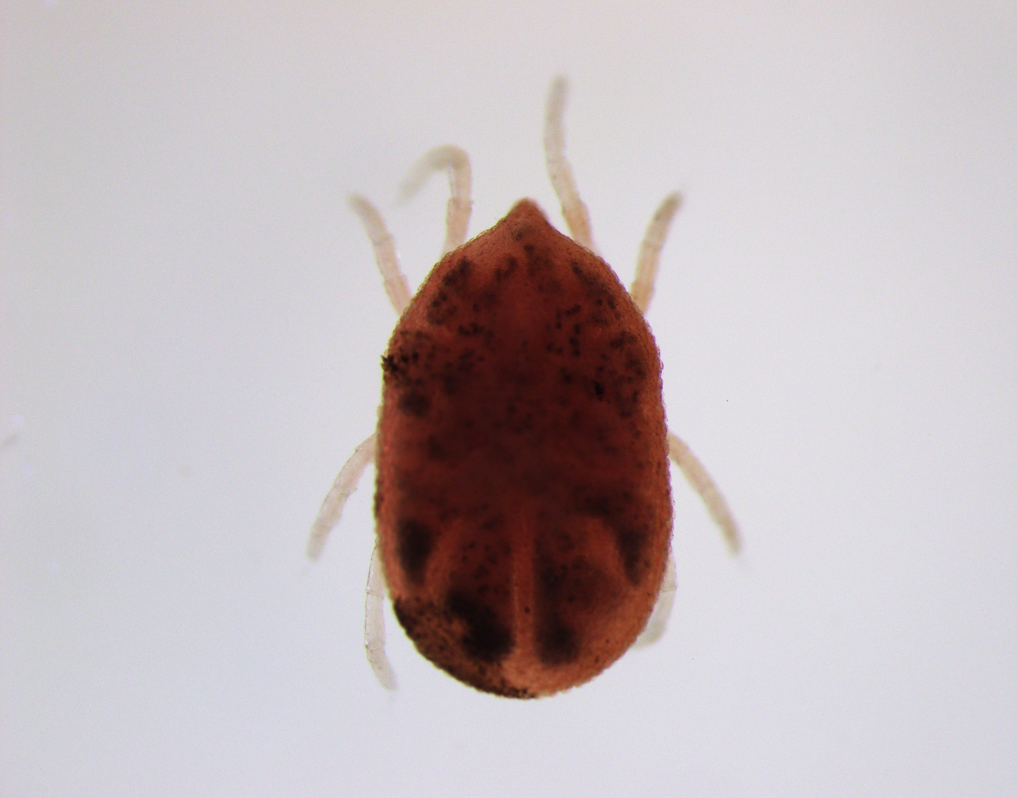 Photo of a soft tick, Ornithodoros hermsi, from the top.