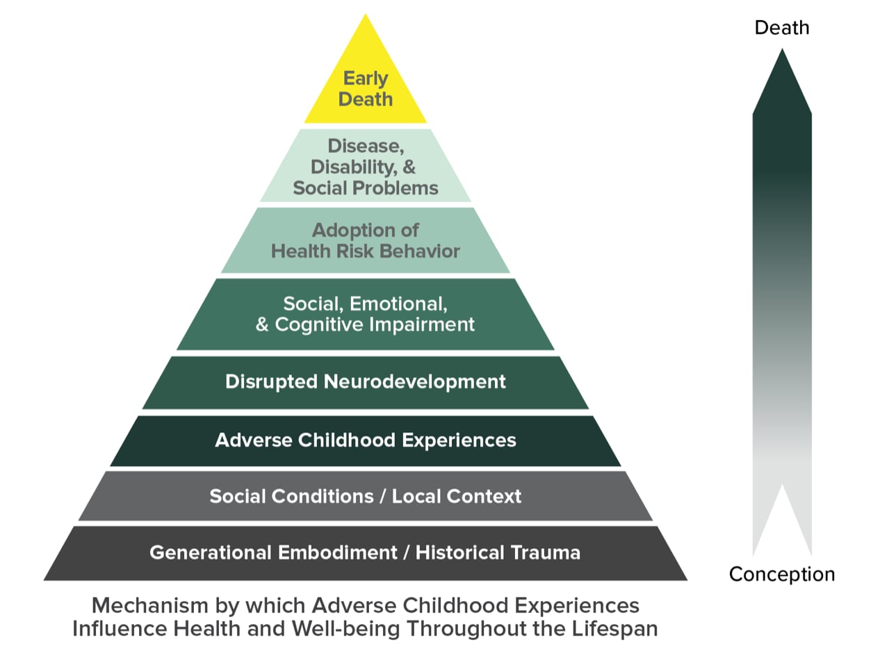 ACE Pyramid represents the conceptual framework for the ACE Study