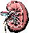 image of a kidney