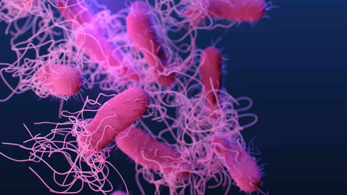 medical illustration of drug-resistant, Salmonella serotype Typhi bacteria