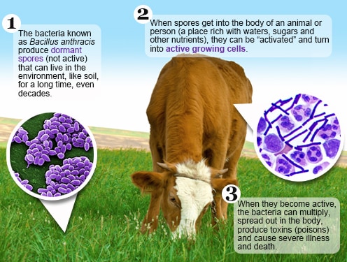 Diagram över processen genom vilken en vilande miltbrandspore blir aktiv efter att ha kommit in i en kropp, i detta fall en ko som äter gräs.