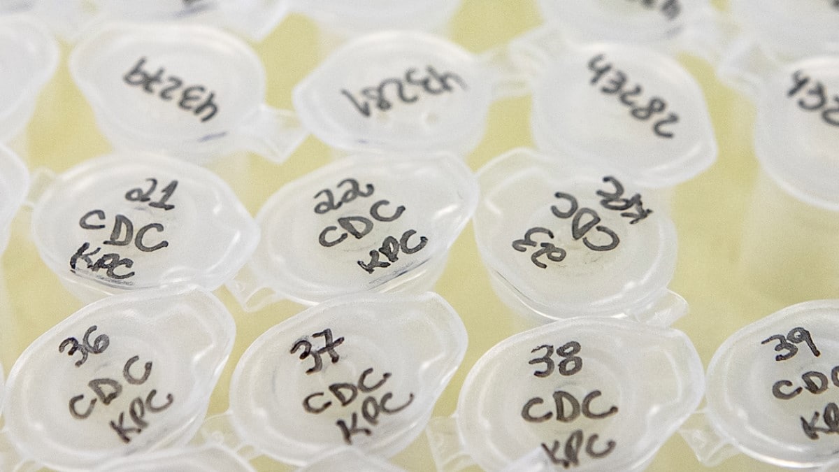 DNA from multi-drug bacteria being prepared for qPCR.
