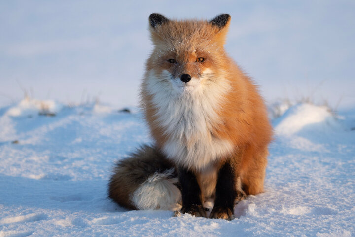 Fox sitting in snow.