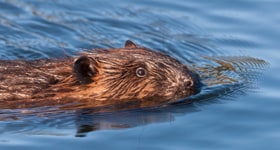 Beaver swimming in water.