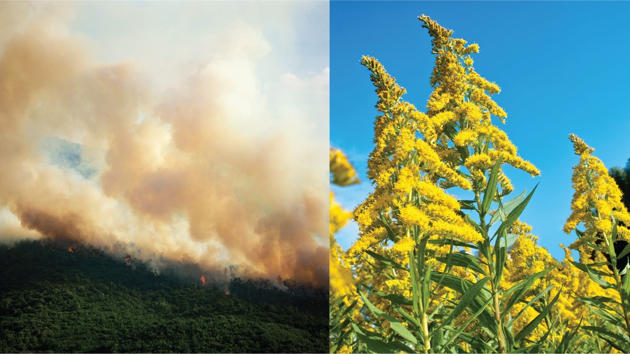 Imágenes de humo de incendios forestales y polen