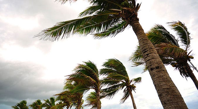 Palm trees blown by high winds