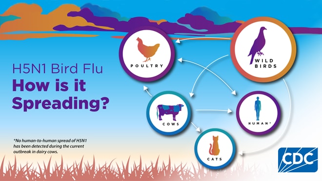 H5N1 Bird Flu: How is it spreading?