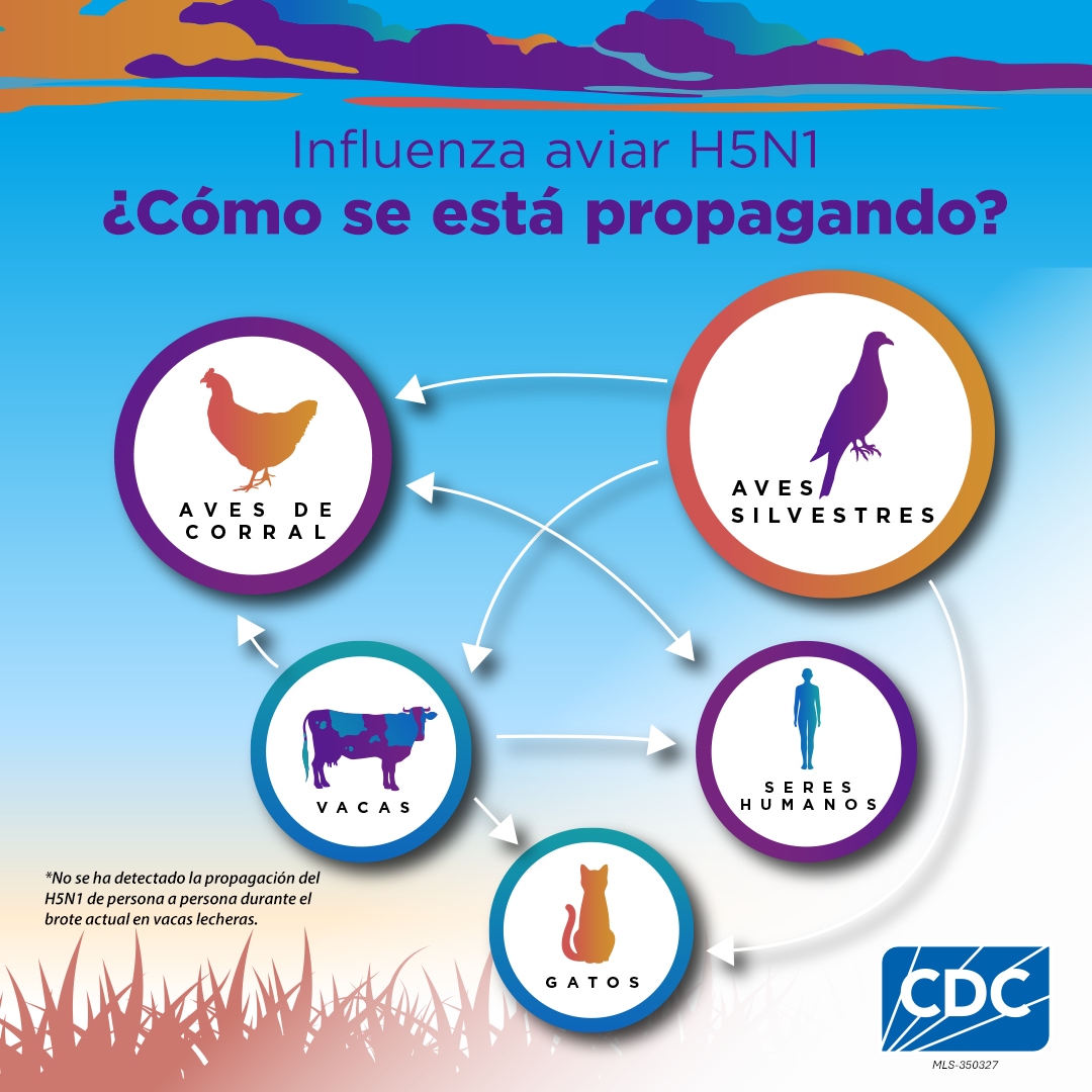 Influenza aviar H5N1 ¿Cómo se está propagando? 1080x1080 for Instagram
