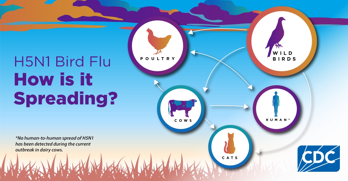 How H5N1 bird flu is spreading between different animals and humans