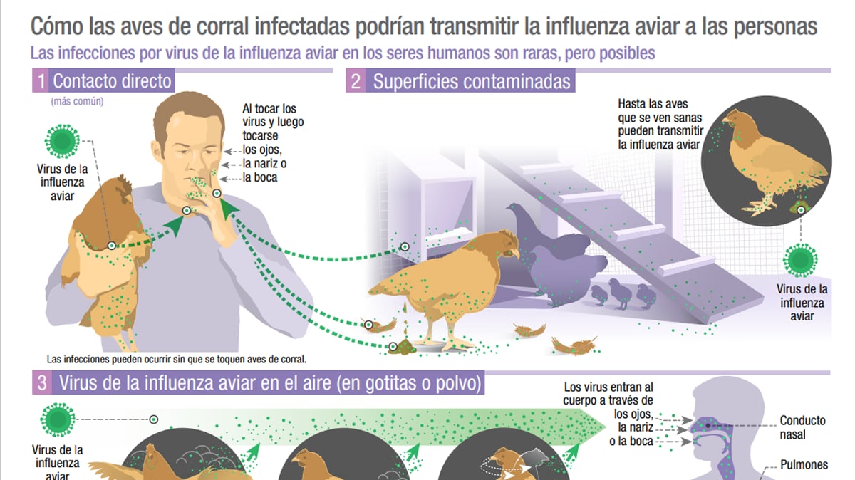 how infected backyard poultry could spread bird flu to people (spanish)