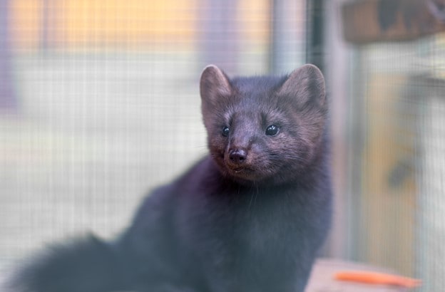 a black European mink