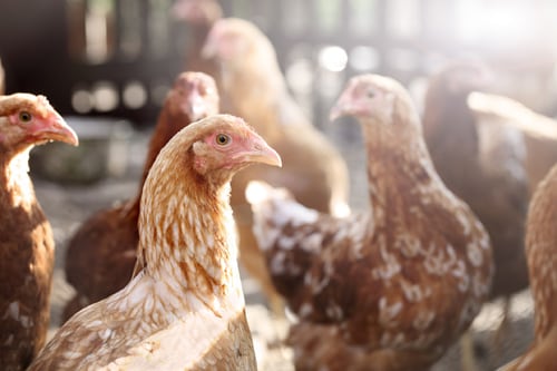 brown chickens inside a chicken coup