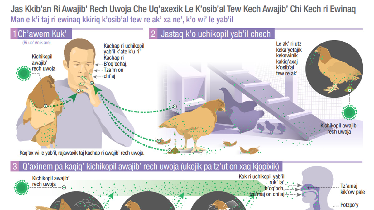 How Infected Backyard Poultry Could Spread Bird Flu to People | Bird ...