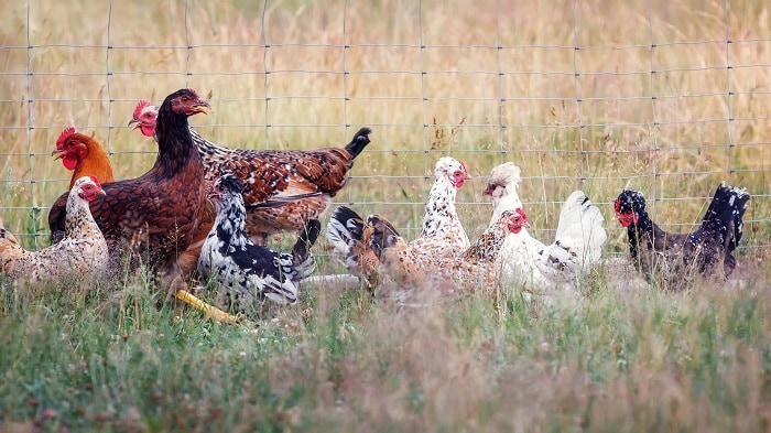 Hens in a pen