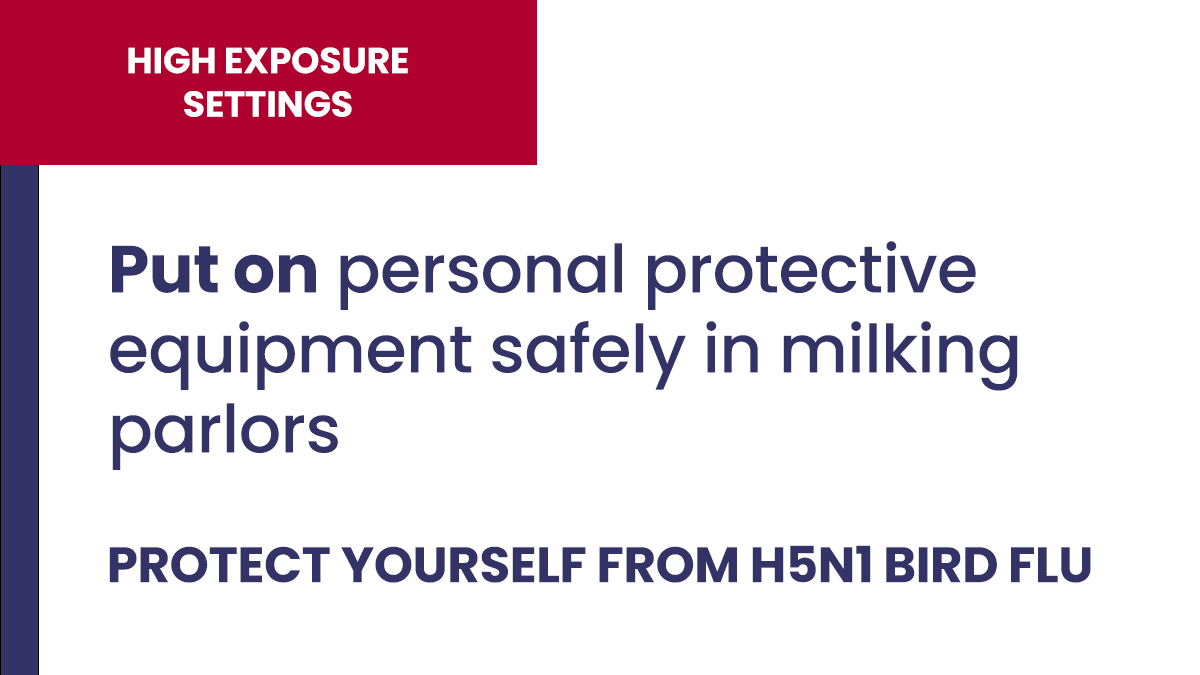 Put on PPE safely when working in a milk parlor