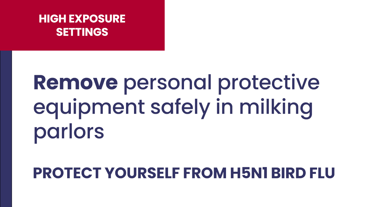 Remove PPE safely when working in a milk parlor