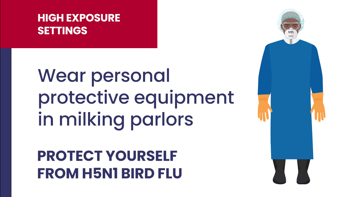 Wear PPE safely when working in a milk parlor