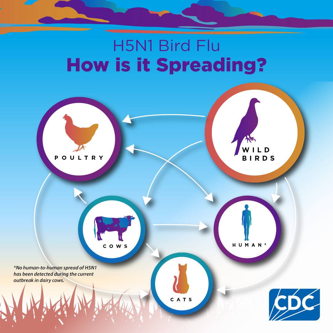 H5N1 Bird Flu: How is it Spreading? 1080x1080 for Instagram