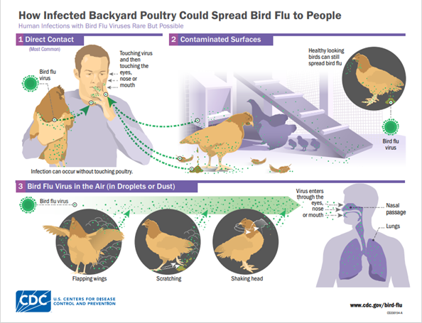 How infected backyard poultry could spread bird flu to people infographic