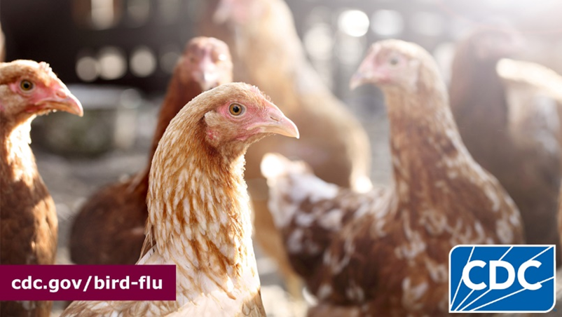 A group of chickens in a coop