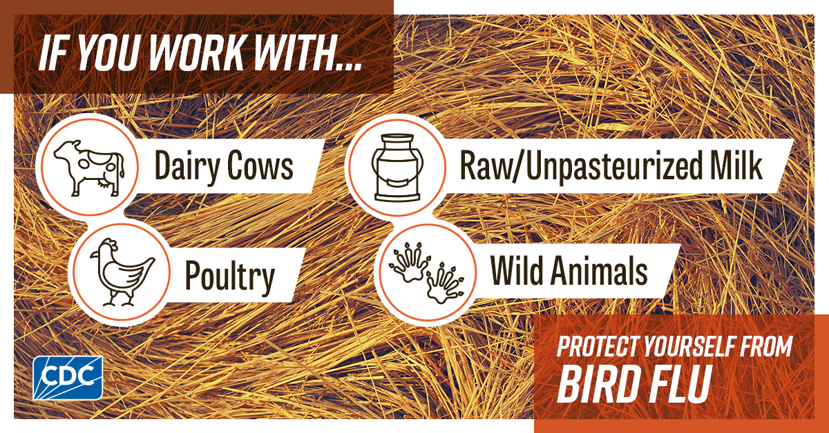 If you work with dairy cows, raw/unpasteurized milk, poultry and wild animals protect yourself from Bird Flu