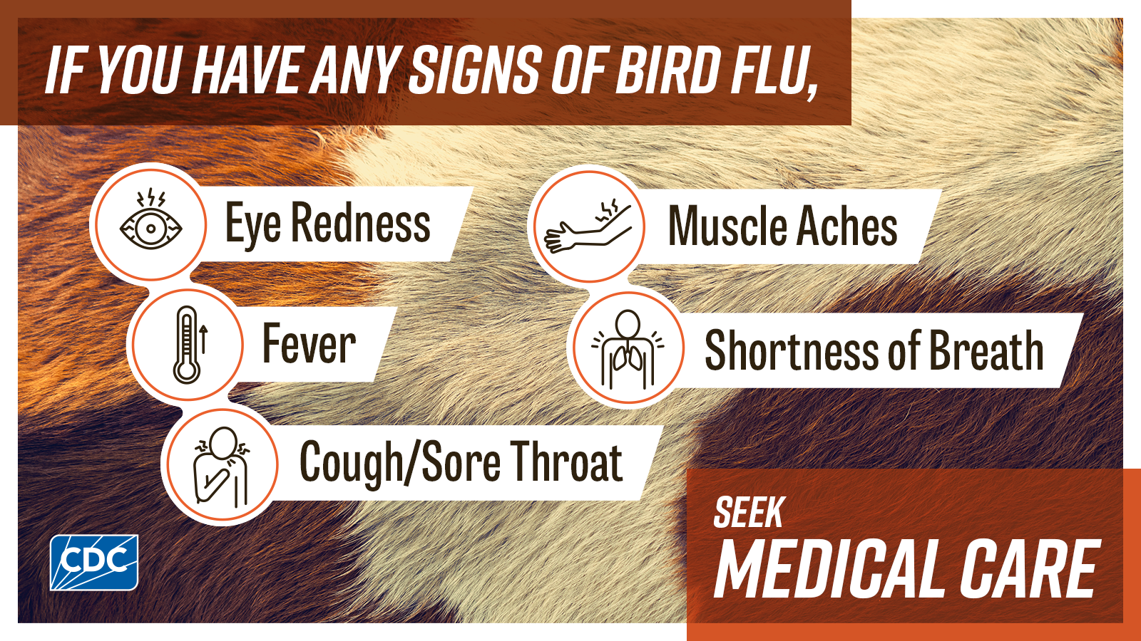 If you have any signs of bird flu seek medical care