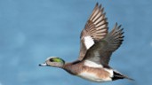 Pato macho American Wigeon en vuelo.