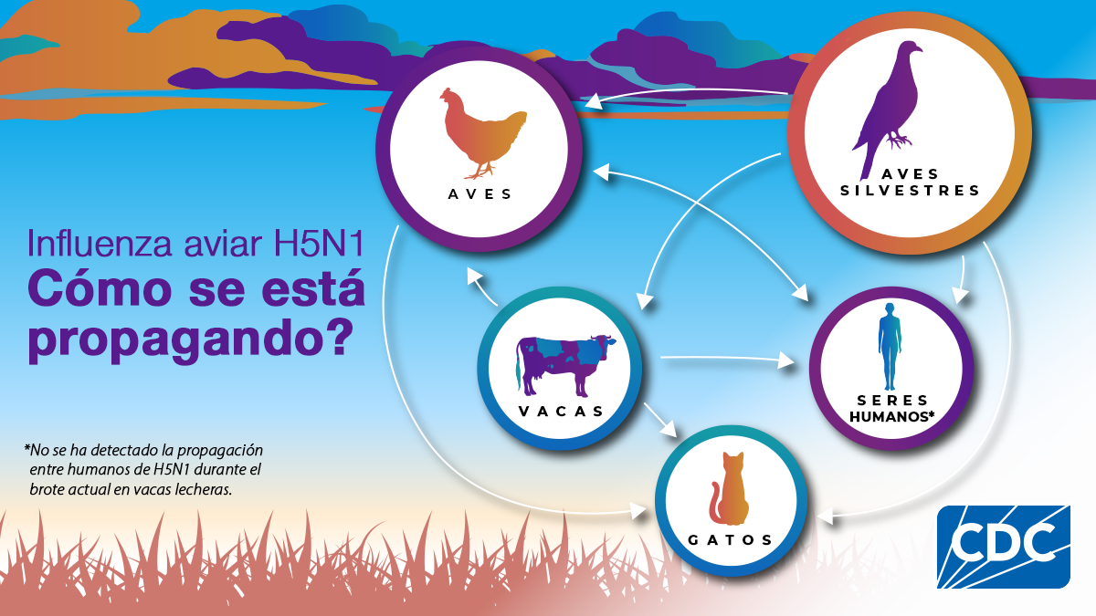 Influenza aviar H5N1: ¿cómo se está propagando?