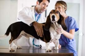 Veterinarians examining a dog on a table.
