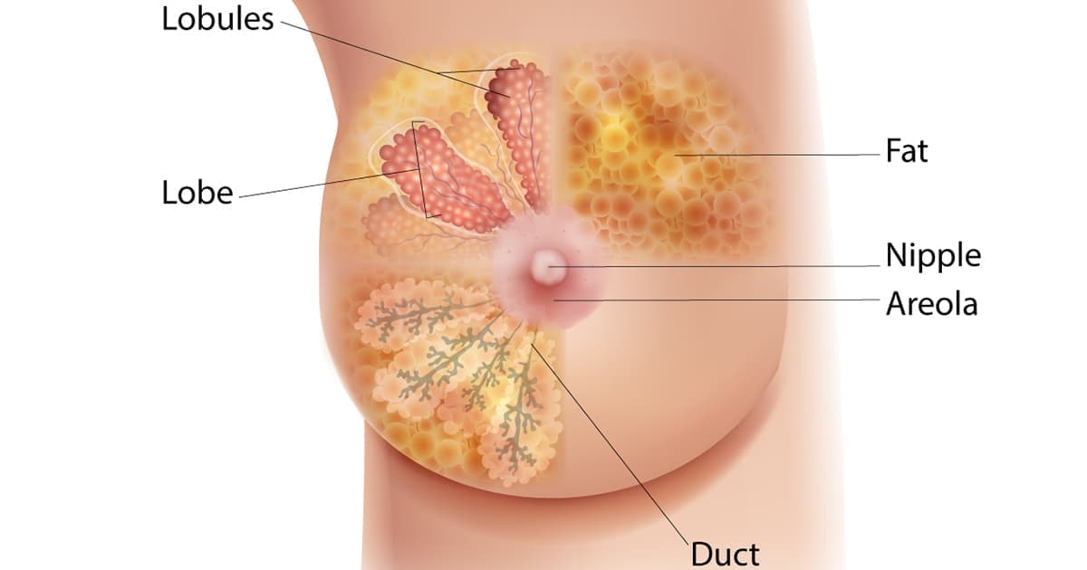 The Female Breast Anatomical Chart