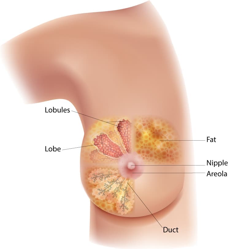 Female Body with Breast and Tumour in Cross Section – Medical